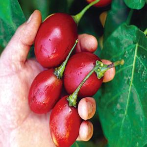 ITANSE トマトの木 タマリロ 果樹苗 自...の詳細画像3