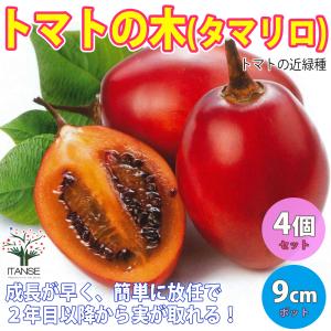 ITANSE トマトの木 タマリロ 果樹苗 自根苗 10.5cmポット 4個セット 送料無料 たまりろ 苗 イタンセ公式