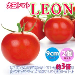 ITANSE トマトの苗 LEON(レオン) 野菜苗 自根苗 9cmポット 2個セット おいしい高リコピントマト 送料無料 トマト 苗 イタンセ公式