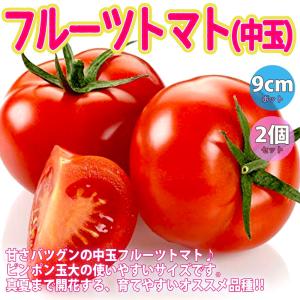 ITANSE トマトの苗 フルーツトマト(中玉) 野菜苗 自根苗 9cmポット 2個セット 甘いトマト 送料無料 トマト 苗 イタンセ公式｜itanse