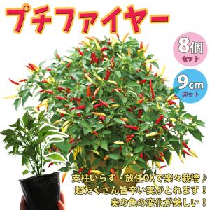 ITANSE トウガラシの苗 プチファイヤー 野菜苗 自根苗 9cmポット 8個セット 旨辛とうがらし 送料無料 唐辛子 トウガラシ 苗 辛いとうがらし イタンセ公式
