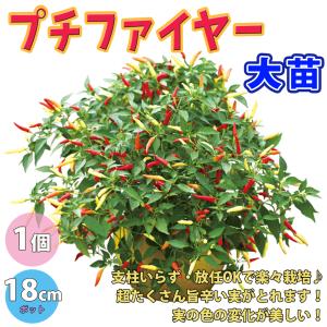 ITANSE トウガラシの苗 プチファイヤー 野菜苗 自根苗 18cmBN硬質ポット 大苗 1個＋肥料 旨辛とうがらし 送料無料 唐辛子 トウガラシ 苗 イタンセ公式