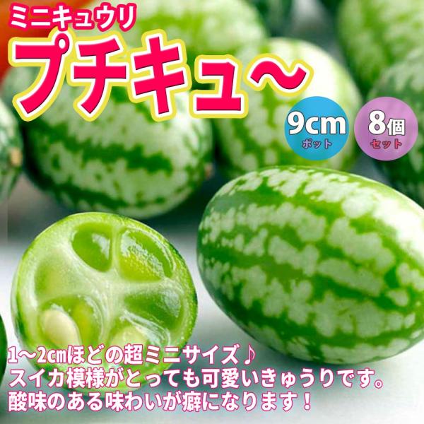 ITANSE キュウリの苗 ミニミニキュウリ プチキュー 野菜苗 自根苗 9cmポット 8個セット ...