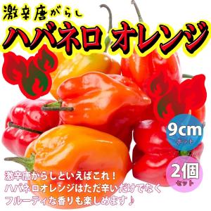 ITANSE トウガラシの苗 ハバネロ オレンジ 野菜苗 自根苗 9cmポット 2個セット激辛とうがらしの苗 送料無料 唐辛子 トウガラシ 苗 辛いとうがらし イタンセ公式｜itanse