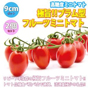 2026年7月】秋トマトのおすすめ人気ランキング - Yahoo!ショッピング