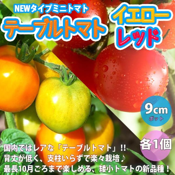 ITANSE ミニトマトの苗 テーブルトマト レッド＆イエロー 野菜苗 自根苗 9cmポット 各1個...