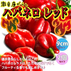 ITANSE トウガラシの苗 ハバネロ レッド 野菜苗 自根苗 9cmポット 2個セット とうがらし苗 送料無料 唐辛子 トウガラシ 苗 辛いとうがらし イタンセ公式