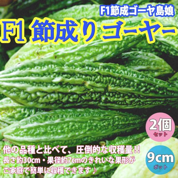 ITANSE ゴーヤの苗 F1節成りゴーヤー 野菜苗 自根苗 9cmポット 2個セット ごーや苗 送...