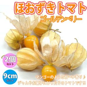 食用ほおずき/ゴールデンベリーの苗4個セット』インカベリーとも呼ば