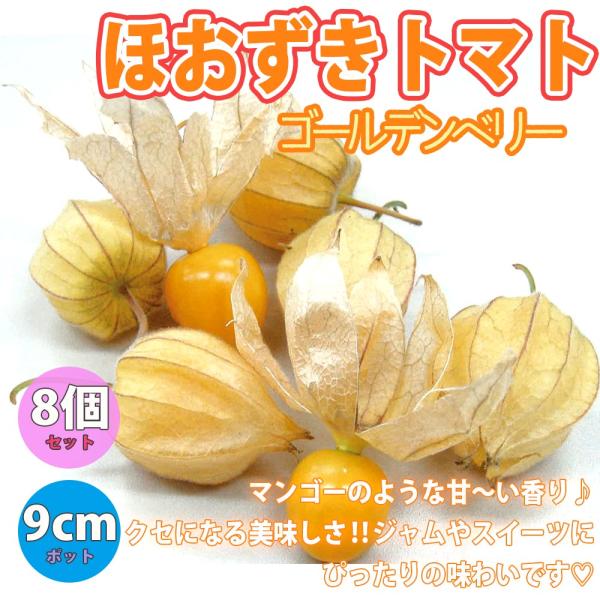 ITANSE トマトの苗 ほおずきトマト ゴールデンベリー 野菜苗 自根苗 9cmポット 8個セット...