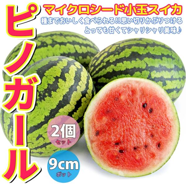 ITANSE スイカの苗 ピノガール 野菜苗 自根苗 9cmポット 2個セット 小玉すいか苗 ピノ・...