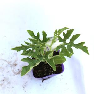 ITANSE スイカの苗 ピノガール 野菜苗 ...の詳細画像1