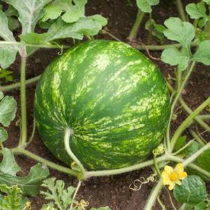 ITANSE スイカの苗 ピノガール 野菜苗 ...の詳細画像2