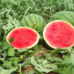 ITANSE スイカの苗 ピノガール 野菜苗 ...の詳細画像3