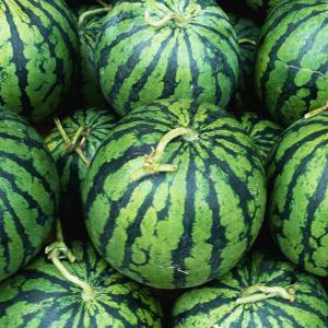 ITANSE スイカの苗 ピノガール 野菜苗 ...の詳細画像4