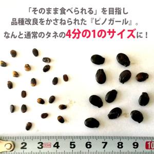 ITANSE スイカの苗 ピノガール 野菜苗 ...の詳細画像5