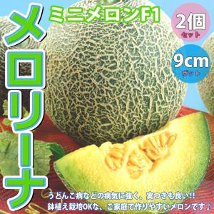 ITANSE メロンの苗 F1 メロリーナ 野菜苗 自根苗 9cmポット 2個セット ミニメロンの苗 めろん苗 果樹苗 送料無料 めろん メロン 苗 イタンセ公式｜itanse