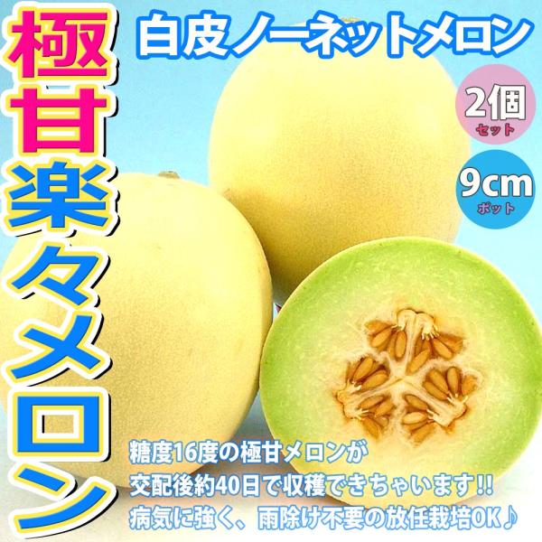 ITANSE メロンの苗 極甘らくらくメロン 野菜苗 自根苗 9cmポット 2個セット めろん苗 果...