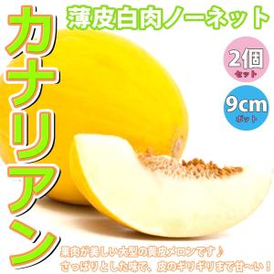 ITANSE メロンの苗 カナリアン 薄皮白肉ノーネットメロン 野菜苗 自根苗 9cm 2個セット めろん苗 果樹苗 送料無料 めろん メロン 苗 イタンセ公式｜itanse