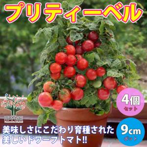 ミニトマト フラガール オランジェ 自根苗 野菜苗 家庭菜園 : 金井園芸