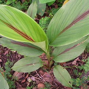 ITANSE 種芋 紫ウコン 200g 2個 ...の詳細画像4