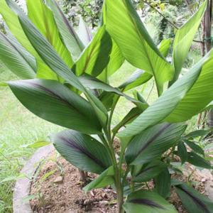 ITANSE 種芋 紫ウコン 200g 2個 ...の詳細画像5