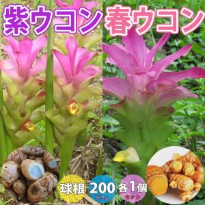 ITANSE 種芋 春ウコン 紫ウコン 200g...の商品画像