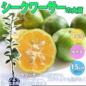 ITANSE レモン苗 シークワーサー(ヒラミレモン) 果樹苗 9cmポット 2個