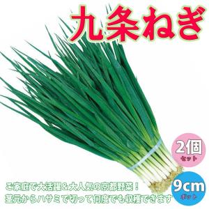 ITANSE ネギ苗 九条ねぎ 多粒蒔き苗 野菜苗 9cmポット 2個セット ねぎ苗 送料無料 葱 ねぎ ネギ 苗 イタンセ公式