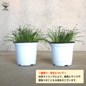 ITANSE ネギ苗 九条ねぎ 多粒蒔き苗 野...の詳細画像2