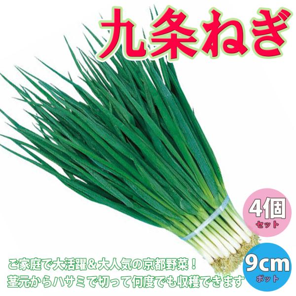 ITANSE ネギ苗 九条ねぎ 多粒蒔き苗 野菜苗 9cmポット 4個セット ねぎ苗 送料無料 葱 ...