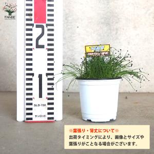 ITANSE ネギ苗 九条ねぎ 多粒蒔き苗 野...の詳細画像1