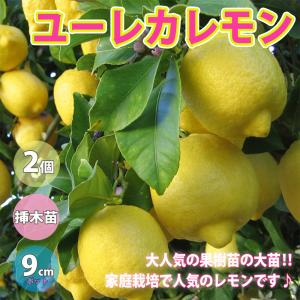 青いレモンの木の商品一覧 通販 Yahoo ショッピング