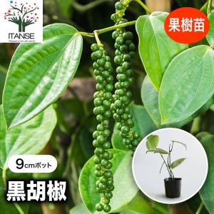 インドナツメ 4号 挿し木 2年生苗｜果樹04-PA : 赤塚植物園ヤフー店 