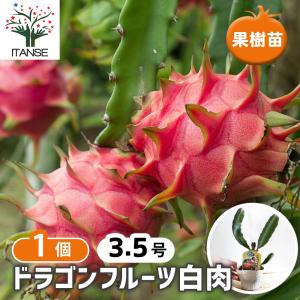 果樹苗 ドラゴンフルーツ白肉 10.5cm お買い得2個セット 送料無料