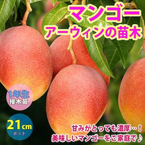 ITANSE マンゴーの苗木 アーウィン 果樹の苗木 接木苗(台木ドマンゴー