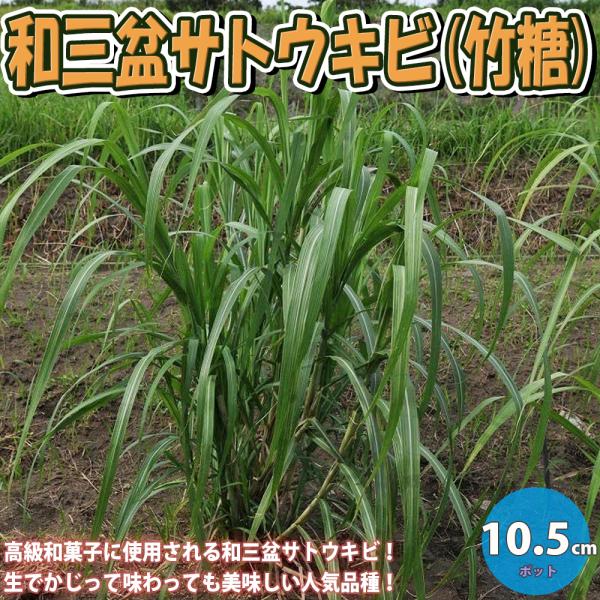 ITANSE 果樹苗 サトウキビ和三盆 10.5cmポット 1個 送料無料 イタンセ公式