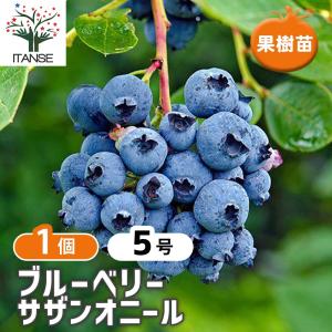 ブルーベリー ビックオニール 株立ち 約1.5m 現品発送 特大株 植木