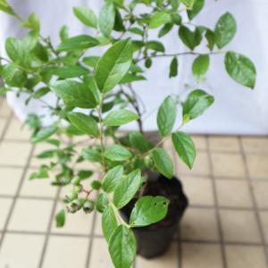 ITANSE ブルーベリー サザンオニール 果...の詳細画像2
