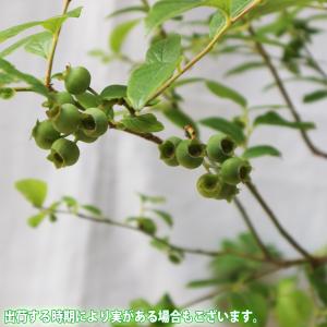 ITANSE ブルーベリー サザンオニール 果...の詳細画像3