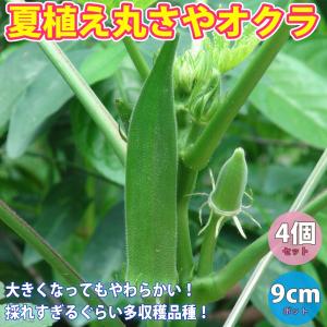 ITANSE オクラ苗 夏植えすずなり丸さやオクラ 野菜苗 実生苗 9cmポット 4個セット 送料無料 イタンセ公式｜itanse