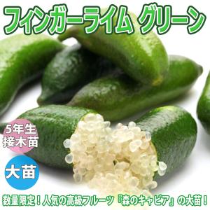 フィンガー ライム 苗 【フィンガーライム バイロンサンライズ】 2年生