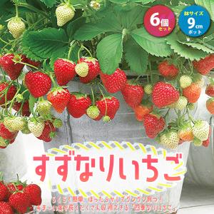 ITANSE イチゴ苗 すずなりいちご 野菜苗 9cmポット 6個セット 送料無料 イタンセ公式