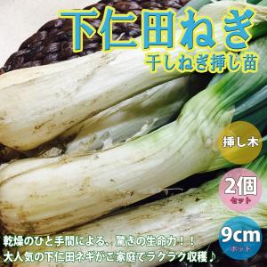 ITANSE ネギ苗 下仁田ねぎ 野菜苗 9cmポット 2個セット 送料無料 イタンセ公式｜itanse