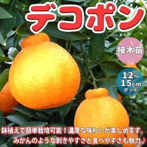ITANSE 柑橘苗 デコポン 不知火 3年生 接木苗 21〜24cmポット 苗木 1個