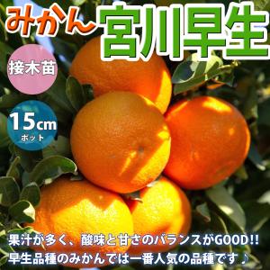 みかん 苗木 小原紅早生 3年生 接木 大苗 1.0m苗 登録品種・品種登録