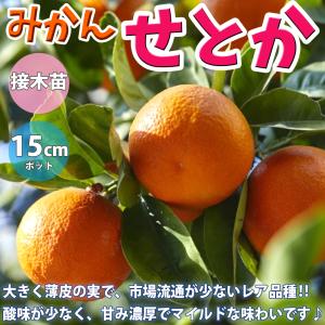 ITANSE みかん苗 せとか 2年生 接木苗 15cmポット 苗木 1個 柑橘類 送料無料 イタンセ公式