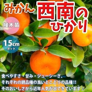 みかん 苗木 【西南のひかり （せいなんのひかり） ［登録品種］】 3