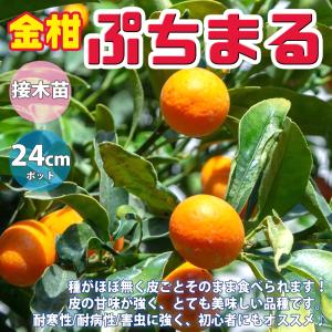 ITANSE 金柑苗 ぷちまる 3年生 接木苗 ...の商品画像