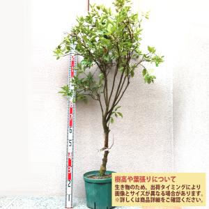 ITANSE 金柑苗 ぷちまる 3年生 接木苗...の詳細画像1